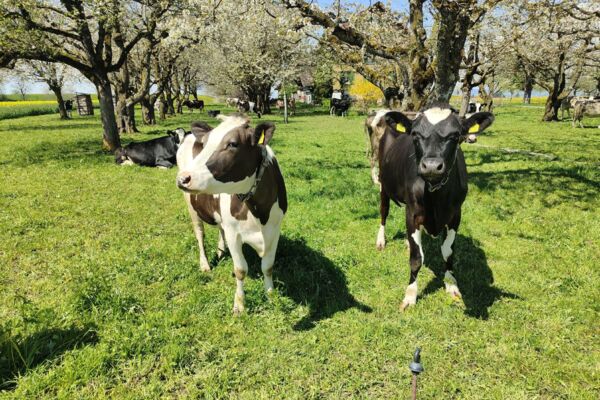 Über den Katzenstrick nach Einsiedeln