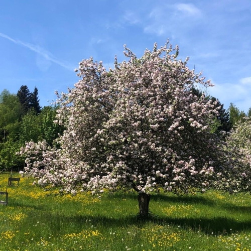 260502_AB_Hallwil_8
