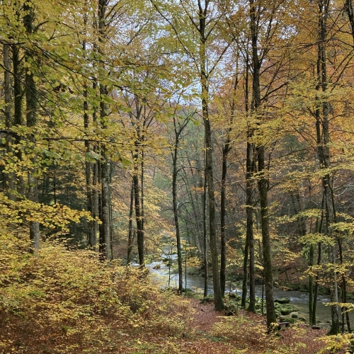 54_01_Herbsfarbenpracht-im-Jura-trotz-Regenwetter 001