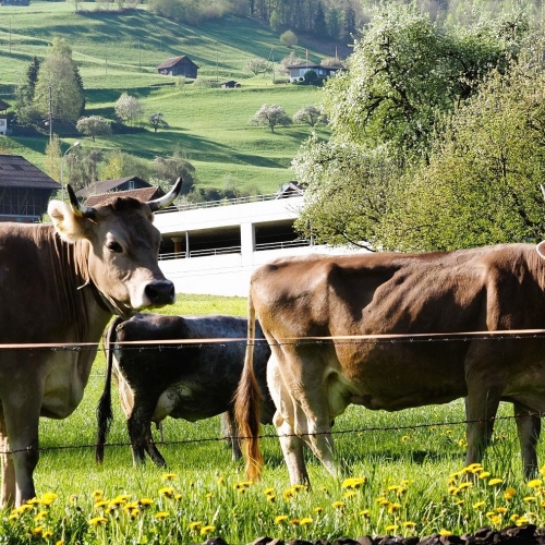 260418_DF_kurz_07 Gwundriges Hornvieh am Sachsler Seeweg