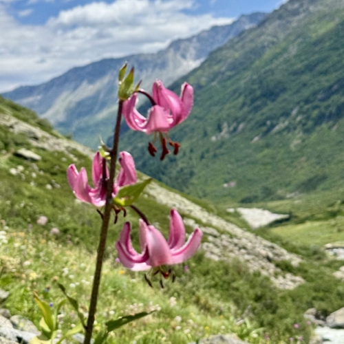 260708_MvR_Voralphütte 002 002