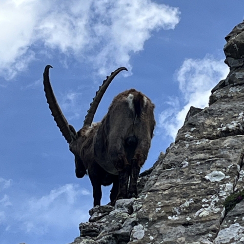 260617_NM_Gratwanderung Niederhorn_5
