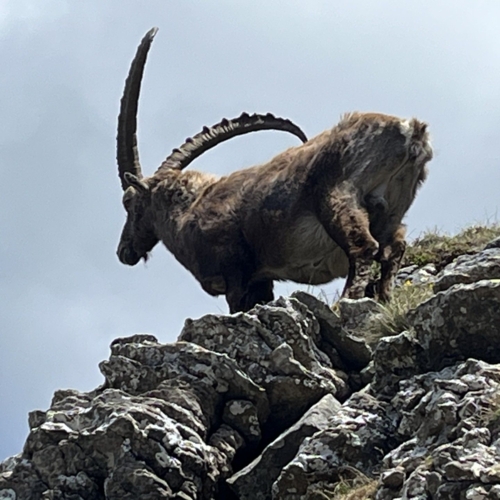 260617_NM_Gratwanderung Niederhorn_3