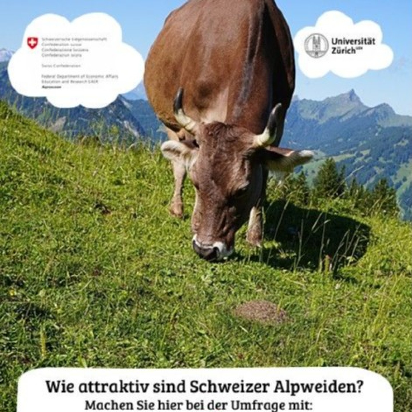 Screenshot Flyer Alpweiden