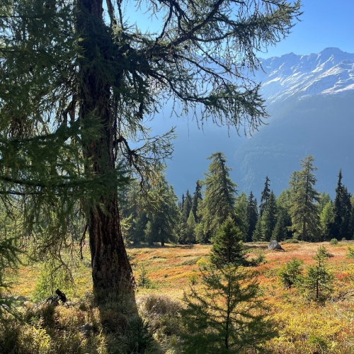 52_Gommer Höhenweg 2025_10_15 6 002