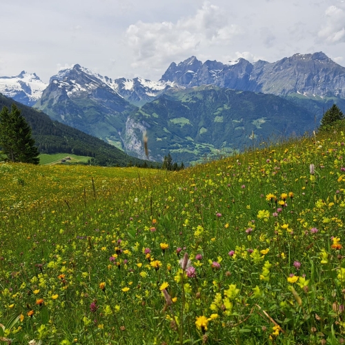 14_Schattdorfer Berge 2025_06_04 2