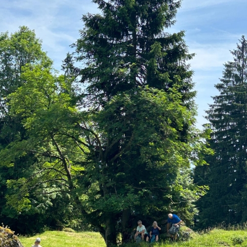 17_20250618_3_Mittagsrast im Schatten