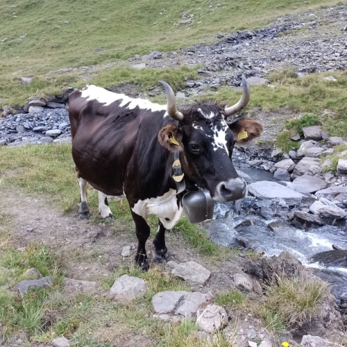 35_Grosse Scheidegg-Wildgärst 9 2025_08_16