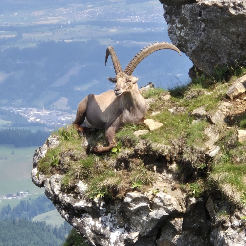 21_20250705_6_Ein Prachtsexemplar zum Greifen nah