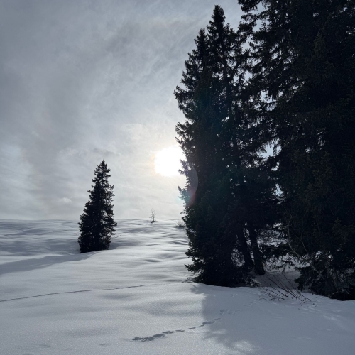 260204_SS_NM_Lombachalp 7