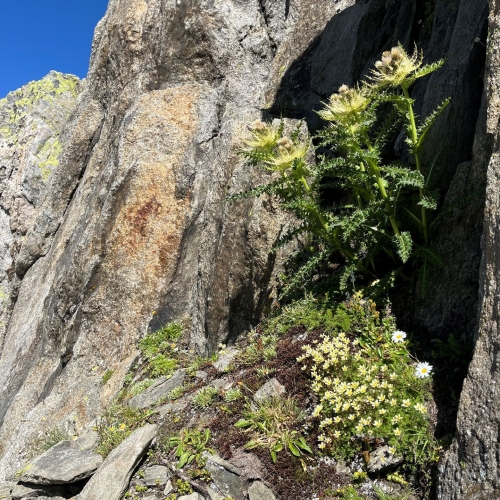 34_Grimsel-Nägelisgrätli 2 2025_08_13 001
